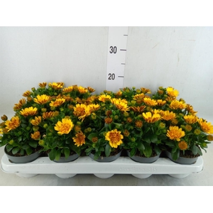 Osteospermum  '3D Deep Sun'