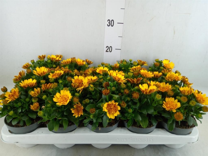 <h4>Osteospermum  '3D Deep Sun'</h4>