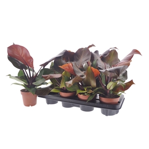 Philodendron  'Sunlight'