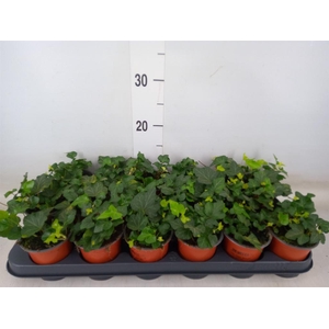 Hedera helix 'Wonder'