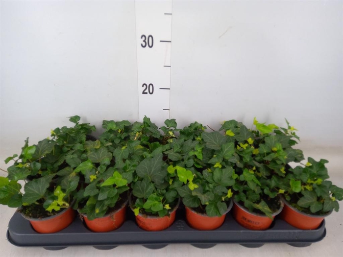 <h4>Hedera helix 'Wonder'</h4>