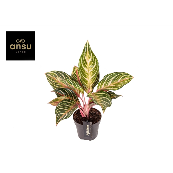 <h4>Aglaonema Dreamcatcher</h4>