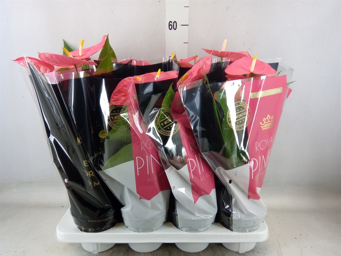 <h4>Anthurium andr. 'Colorado'</h4>