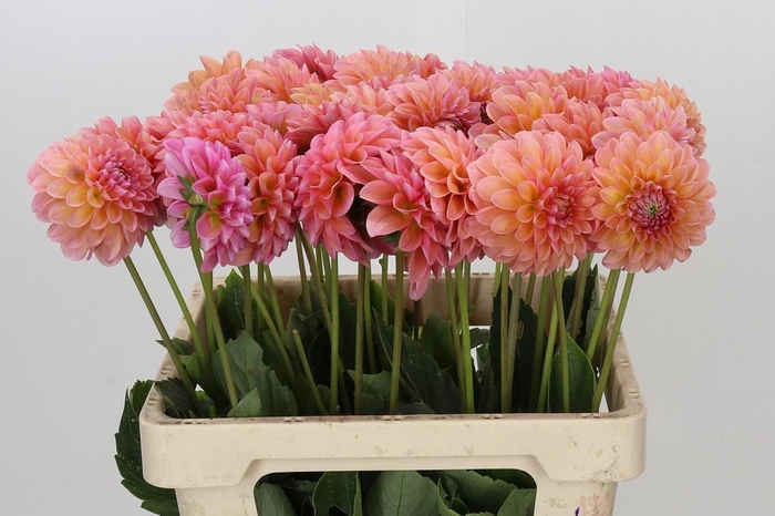 <h4>Dahlia Linda's Baby</h4>