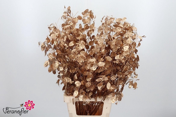 <h4>SNIJBL OV KLB H% BS</h4>