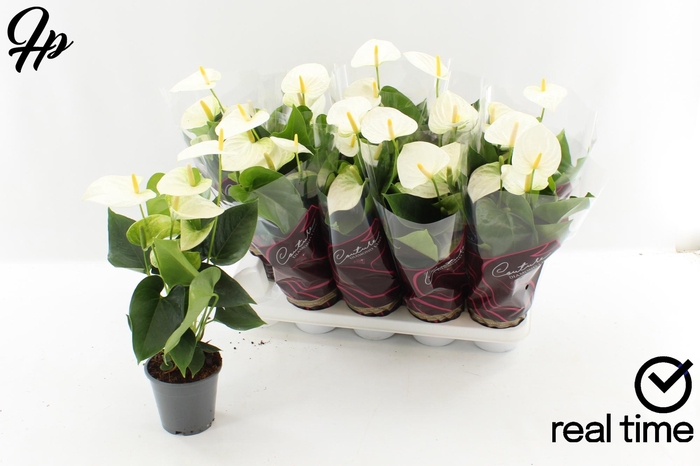 <h4>ANTHU AN COCOS</h4>