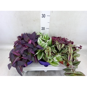 Tradescantia   ...mix