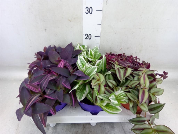 <h4>Tradescantia   ...mix</h4>