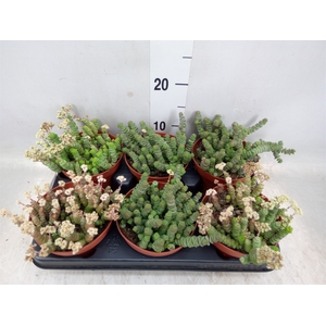 Crassula marnieriana