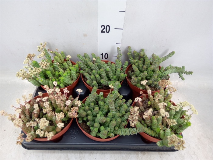 <h4>Crassula marnieriana</h4>