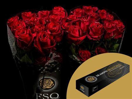 <h4>R Gr Explorer Box</h4>