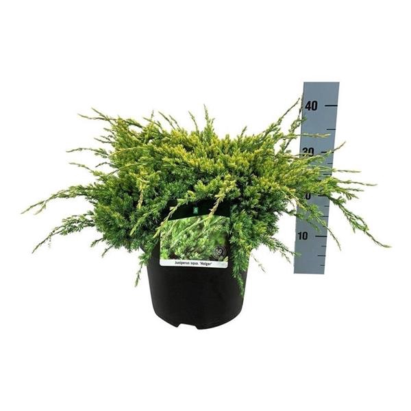 <h4>Juniperus sq. 'Holger'</h4>