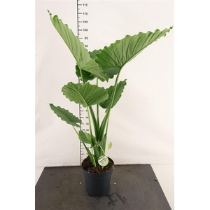 Alocasia 21 Cm. P. Gageana California 90 Cm. Hoog