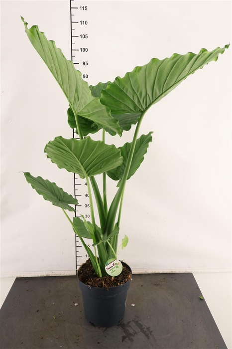 <h4>Alocasia 21 Cm. P. Gageana California 90 Cm. Hoog</h4>