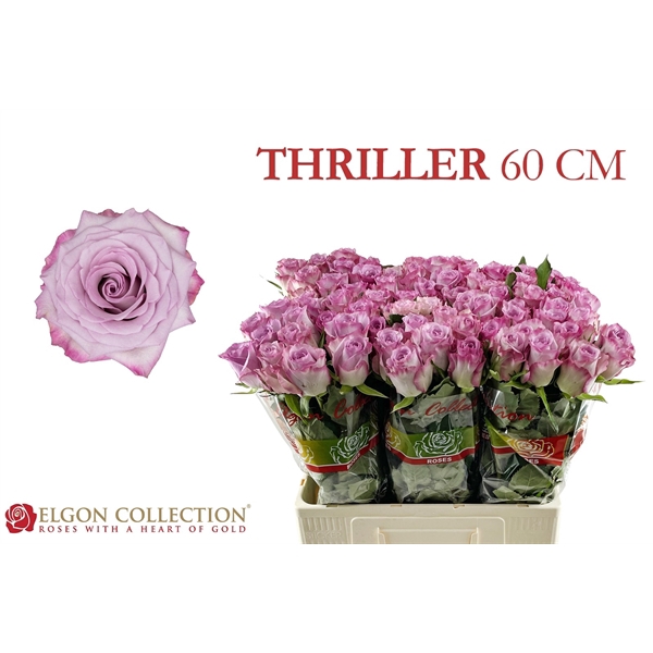 <h4>R Gr Thriller Elgon</h4>