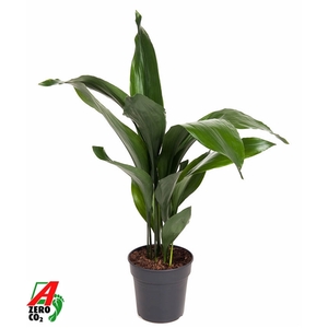 Aspidistra Elatior P19