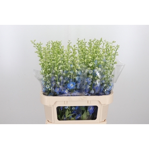 Delphinium El Aurora Blue