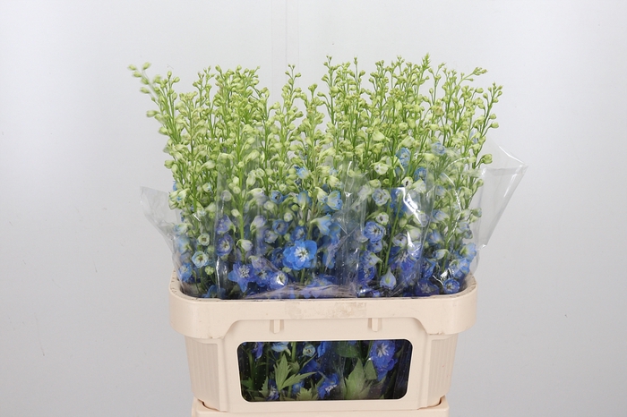 <h4>Delphinium El Aurora Blue</h4>