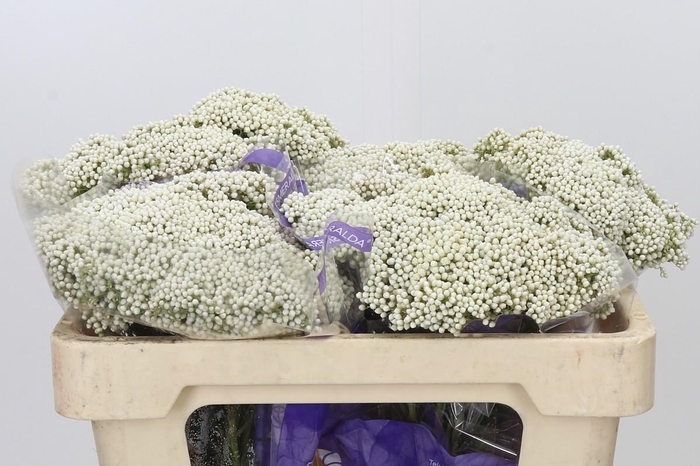 Ozothamnus Cooks Snow White