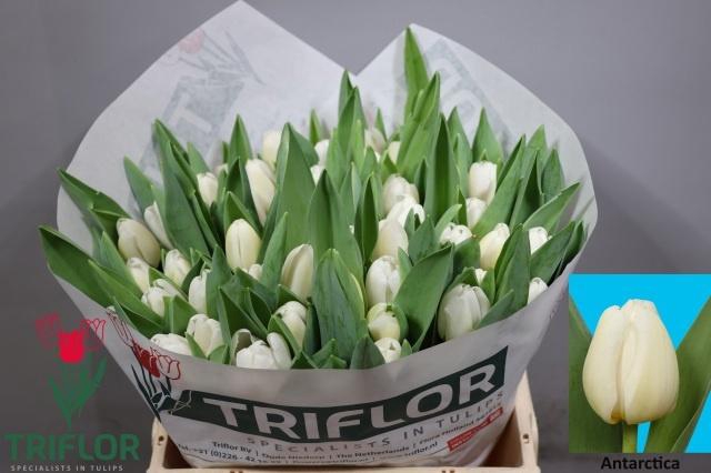 <h4>TU EN ANTARCTICA</h4>