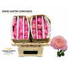 Rosa David Austin Constance