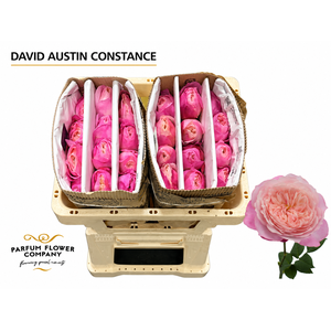 Rosa David Austin Constance