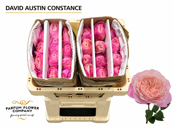 <h4>Rosa David Austin Constance</h4>