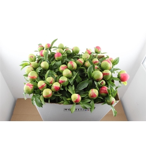 Paeo L Coral Sunset Xl