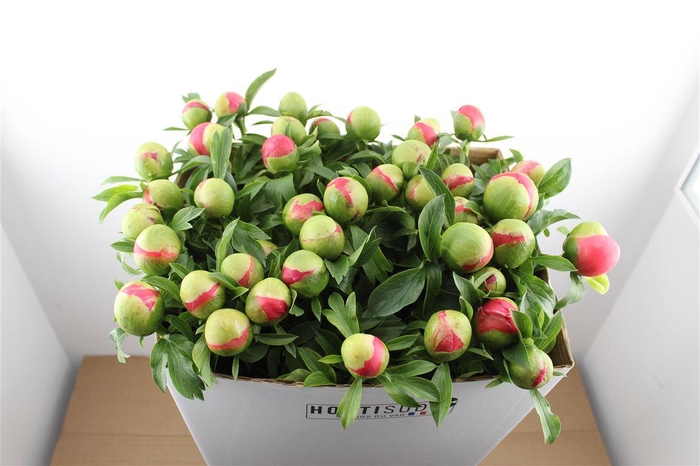 <h4>Paeo L Coral Sunset Xl</h4>