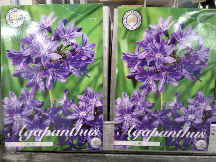 <h4>Agapanthus   ...</h4>