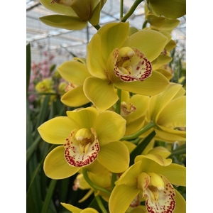 Cymbidium Hans