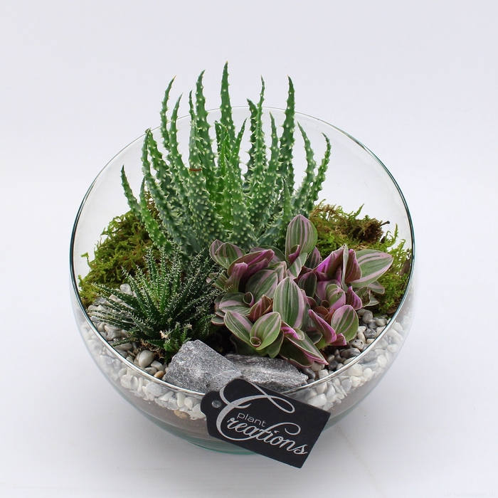 <h4>Opm GRCR-2585 Green Essentials</h4>