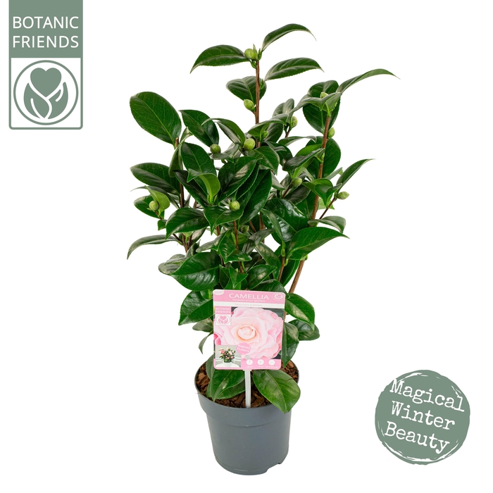 <h4>Camellia jap. 'Nuccio's Cameo' Premium</h4>