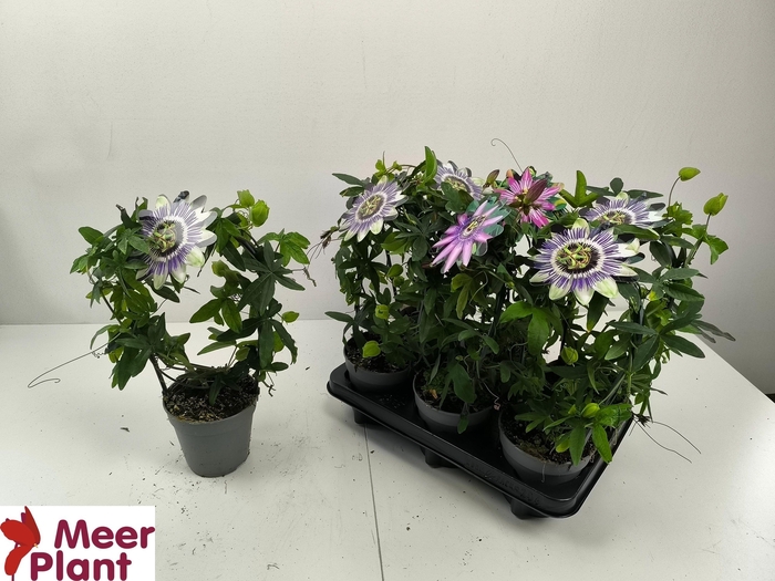 Pass Caerulea Mixtray