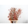ROSA CORALLO ORANGE 150CM