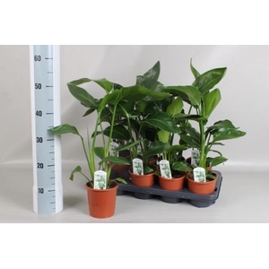 STRELITZIA NICOLAI