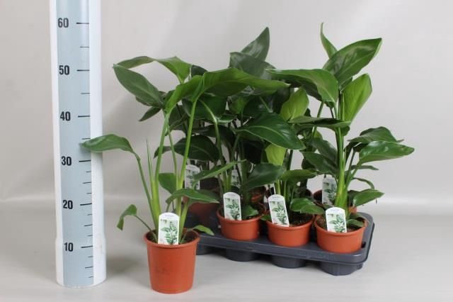 <h4>STRELITZIA NICOLAI</h4>