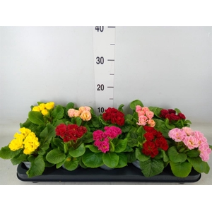 Primula ac.   ...mix