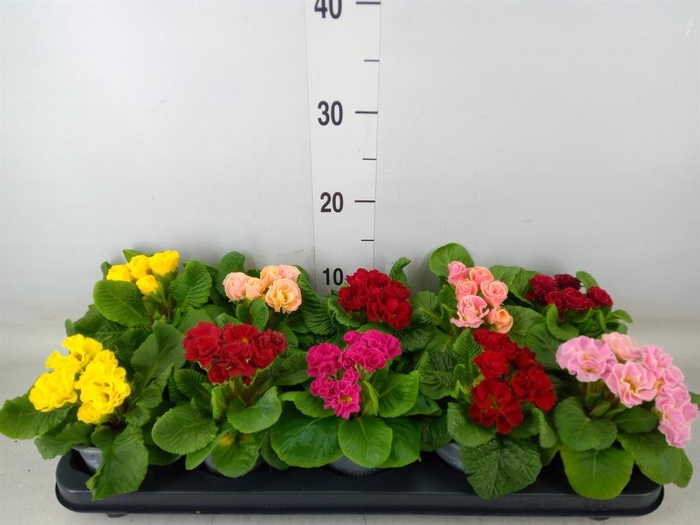 <h4>Primula ac.   ...mix</h4>