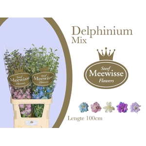 Delphinium Mix