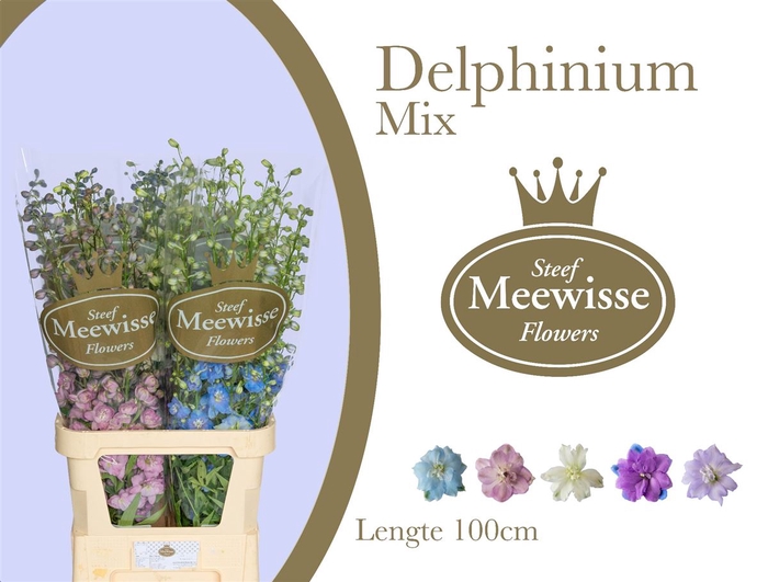 Delphinium Mix
