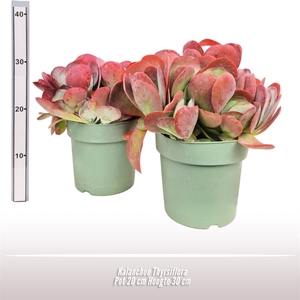 Kalanchoe Thyrsiflora