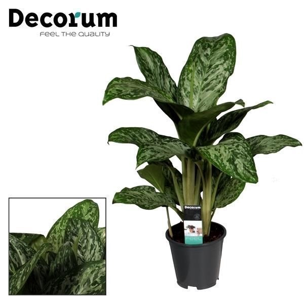 <h4>Aglaonema Greenlight (Decorum)</h4>