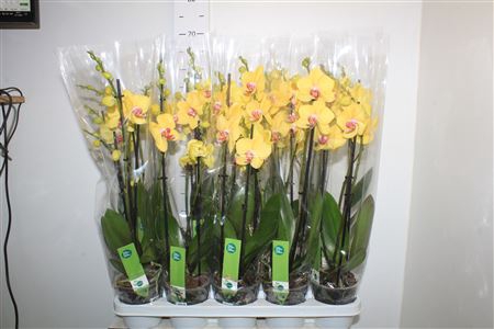 <h4>Phal Ov Geel 3 Branches 21+</h4>