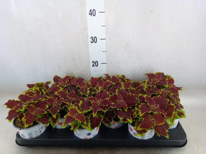 <h4>Plectranthus col.   ...</h4>