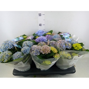 Hydrangea mac. 'Magical Revolution'