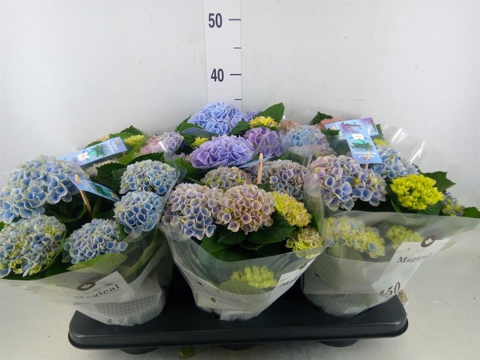 <h4>Hydrangea mac. 'Magical Revolution'</h4>