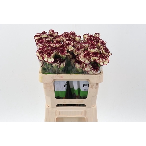 Di St Bostick 50cm