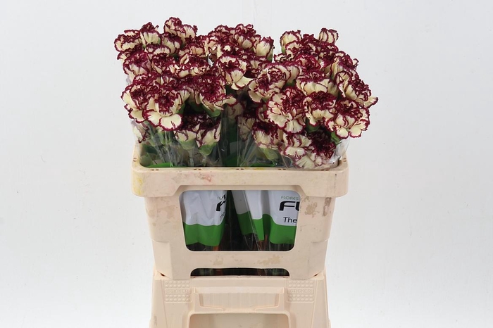 <h4>Di St Bostick 50cm</h4>