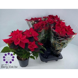 EUPHOR P CHR UNIVERS